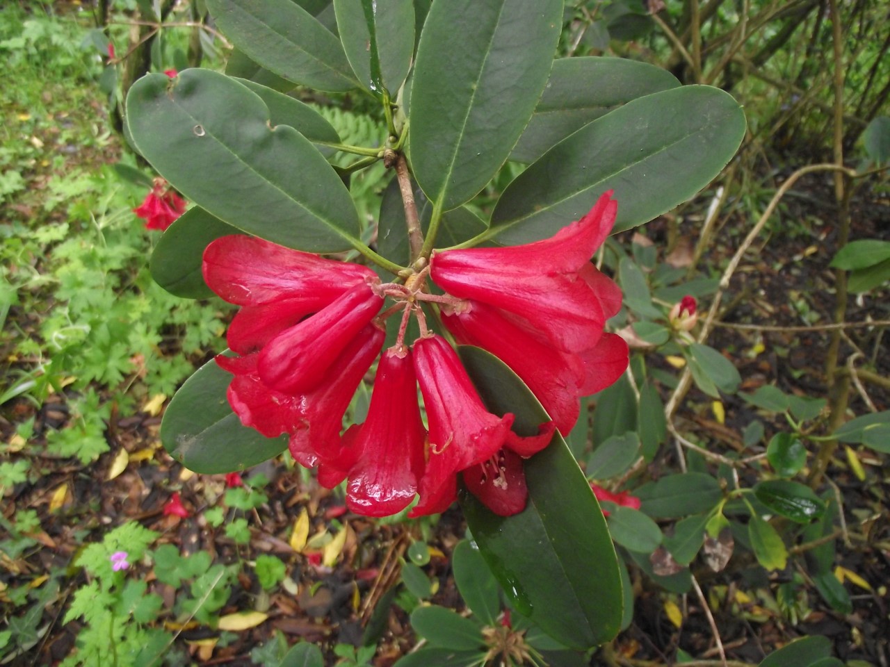 R. neriiflorum ITS086